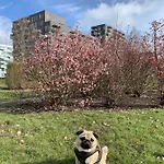 홈스테이 Cute Pug Guest 코펜하겐