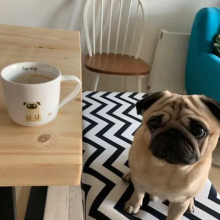 Privatunterkunft Cute Pug Guest