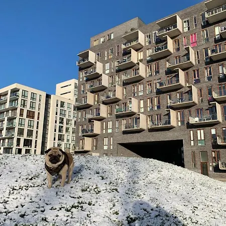 Cute Pug Guest Проживание в семье *
