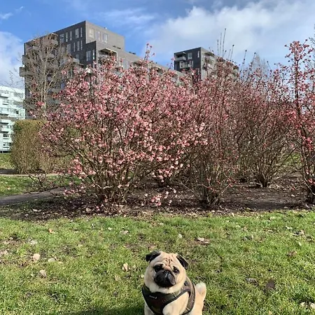 Homestay Cute Pug Guest Copenhagen