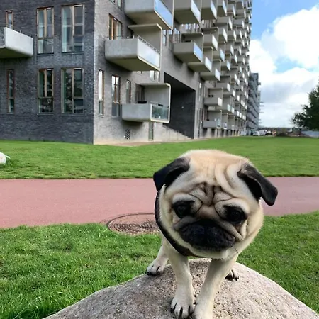 Cute Pug Guest Проживание в семье Копенгаген