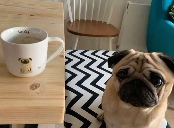 Alloggio in famiglia Cute Pug Guest