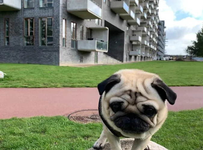 Cute Pug Guest Alloggio in famiglia Copenaghen