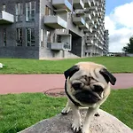 Cute Pug Guest Privat bolig København